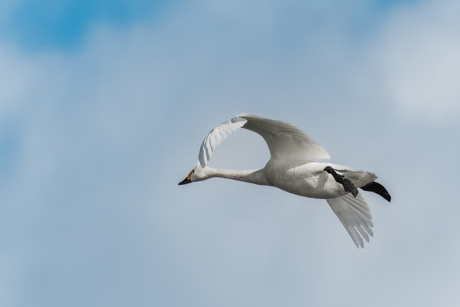 「猪苗代湖に響く白鳥の飛行の旋律」の写真