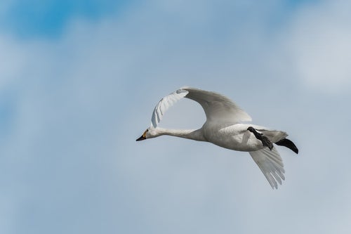 猪苗代湖に響く白鳥の飛行の旋律の写真