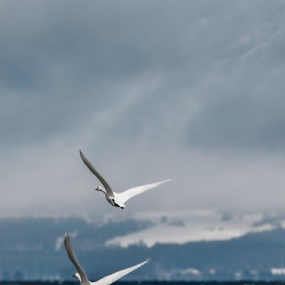 白鳥が翼を広げる猪苗代湖の飛び立ちの写真