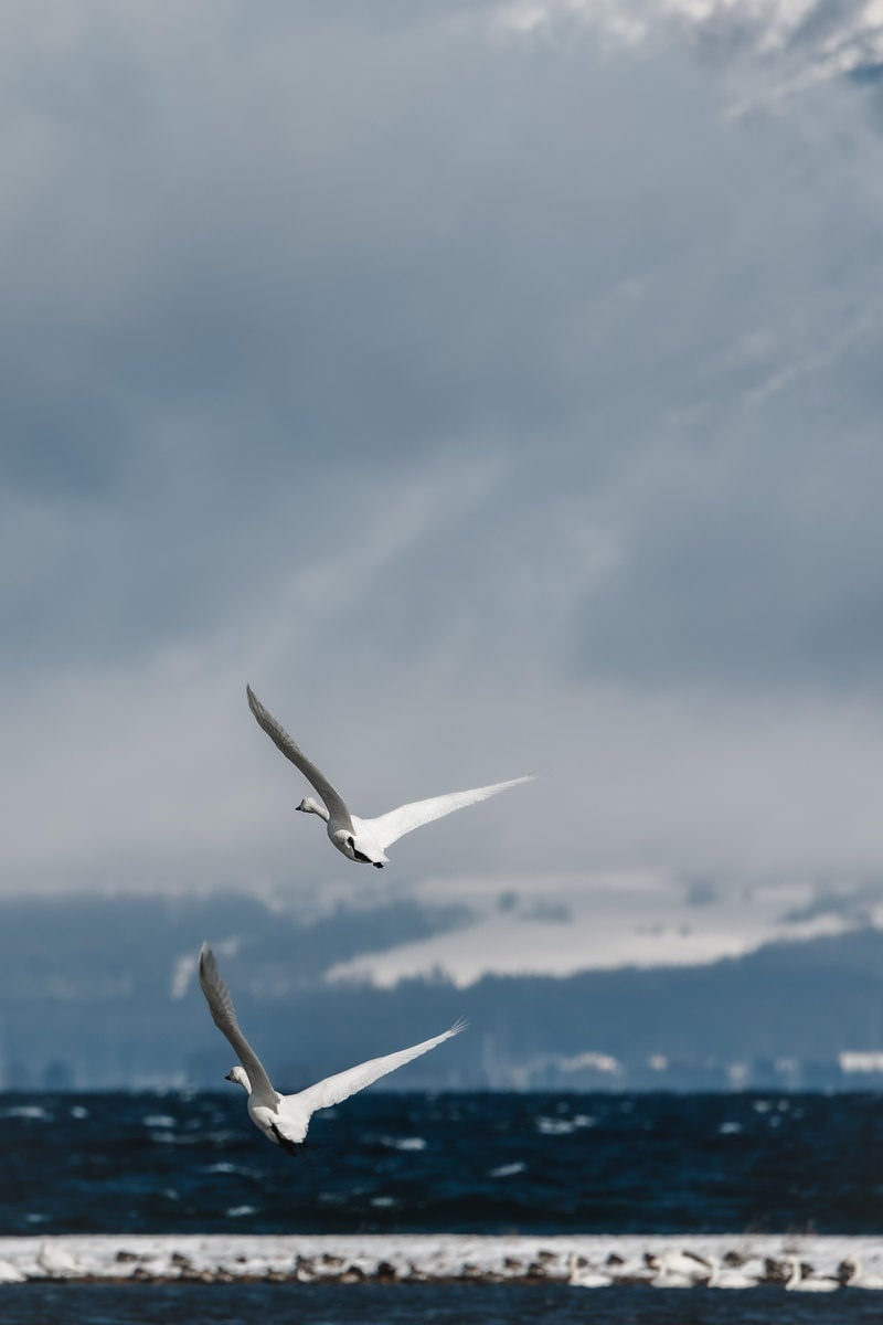 「白鳥が翼を広げる猪苗代湖の飛び立ち」の写真