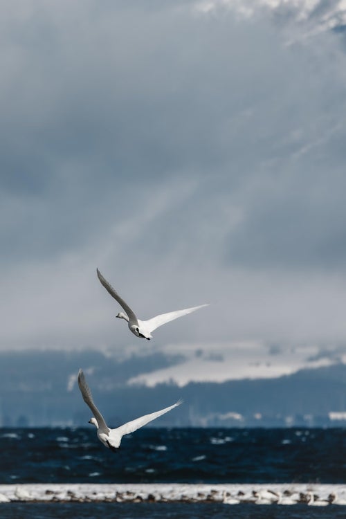 白鳥が翼を広げる猪苗代湖の飛び立ちの写真