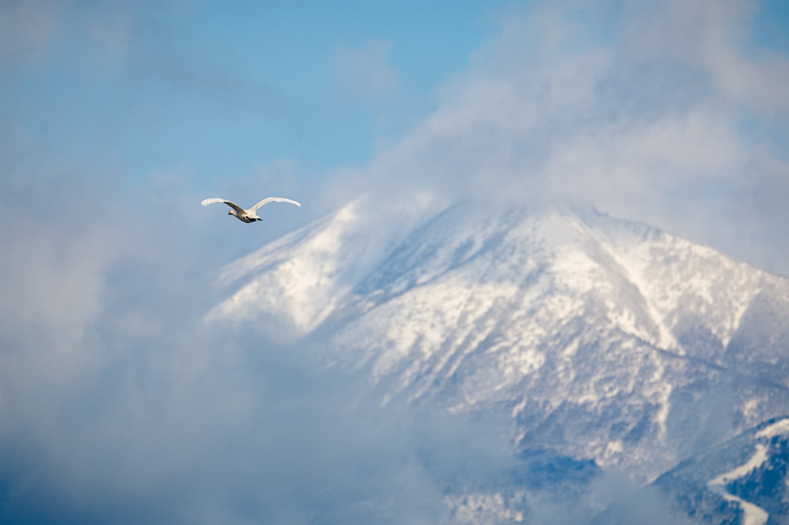 「磐梯山の空に舞い踊る白鳥」の写真