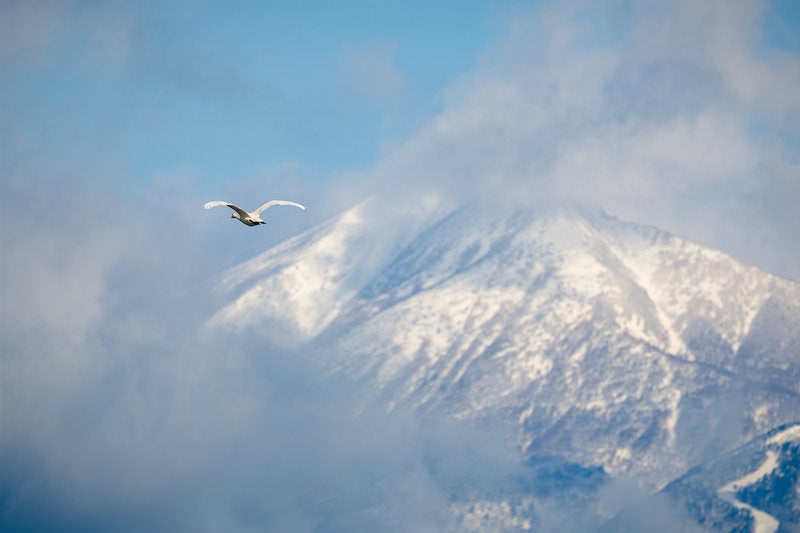 磐梯山の空に舞い踊る白鳥の写真