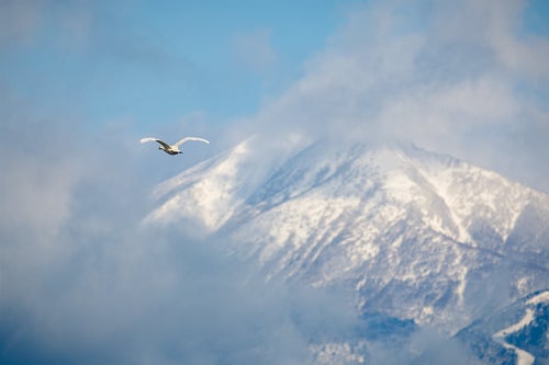 磐梯山の空に舞い踊る白鳥の写真