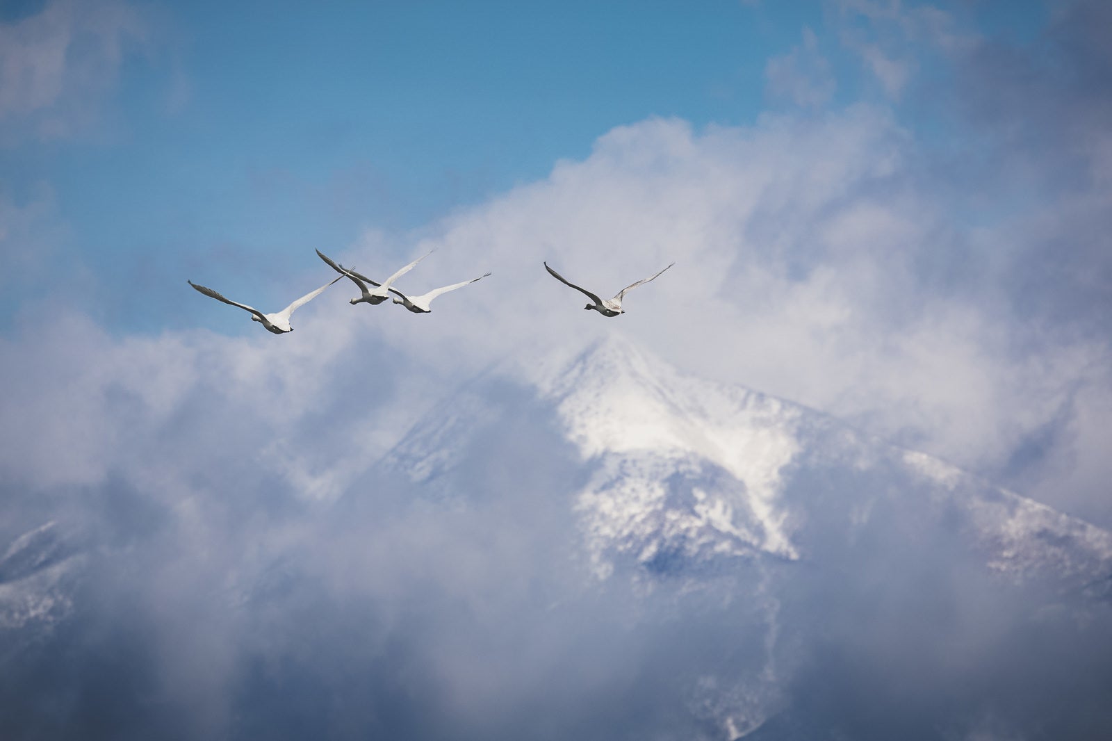 「上空を飛ぶ白鳥の群れ」の写真