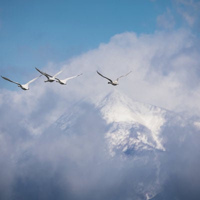 上空を飛ぶ白鳥の群れの写真