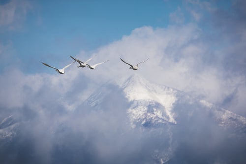 上空を飛ぶ白鳥の群れの写真