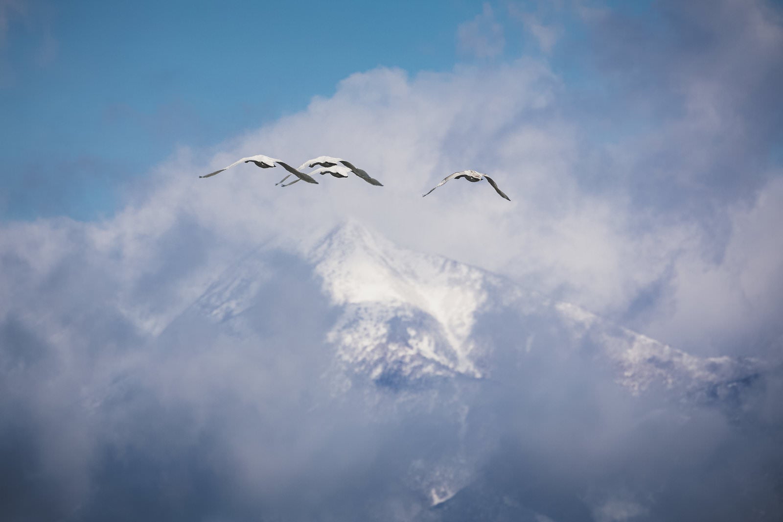 「磐梯山の空に舞う白鳥の群れ」の写真
