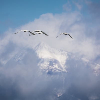磐梯山の空に舞う白鳥の群れの写真