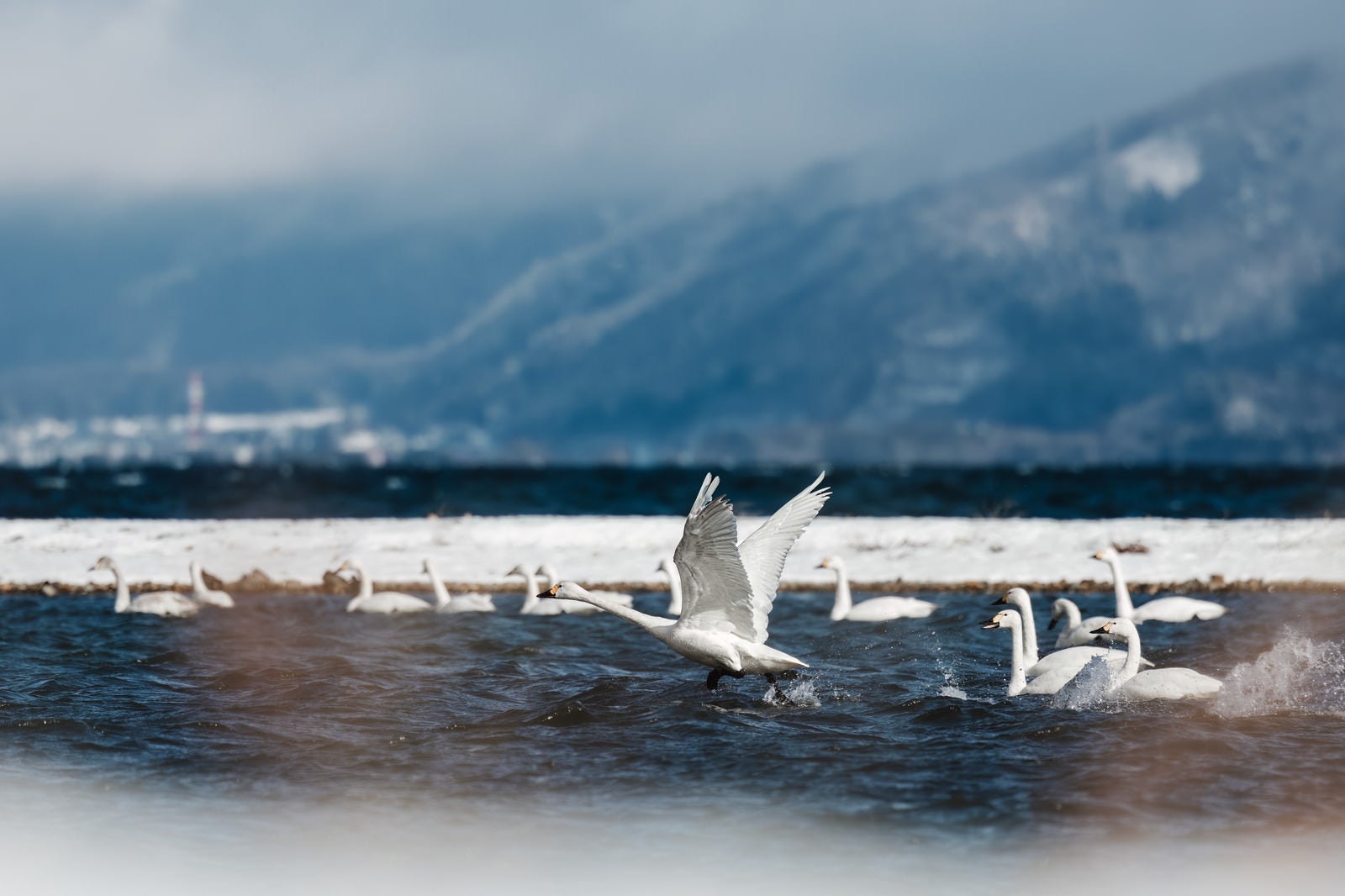 「猪苗代湖で踏み切る白鳥の飛び立ち」の写真