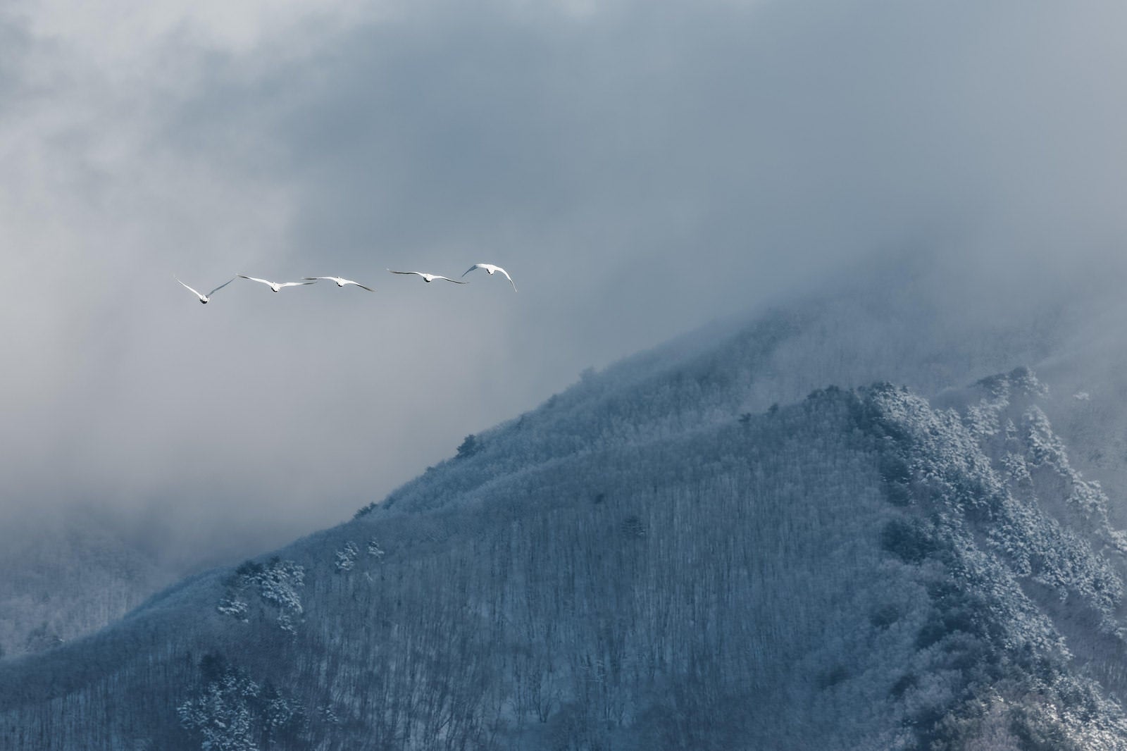 「白鳥が織りなす磐梯山の舞台」の写真