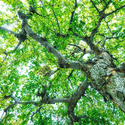 超広角で仰角から捉えた新緑と木漏れ日、青空と樹木の写真