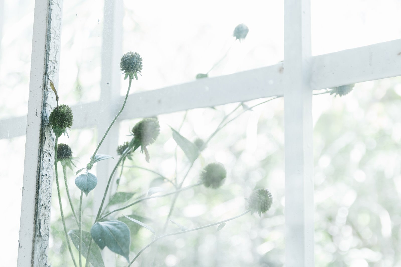 「古びた窓枠と植物」の写真