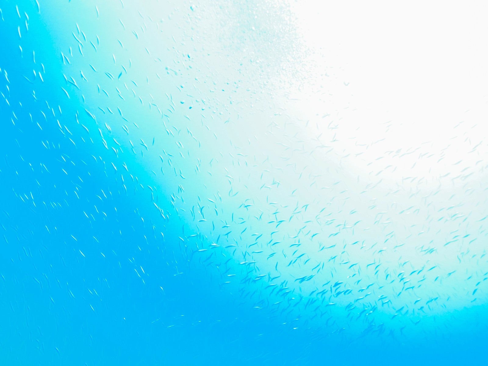 「魚の群れと海と太陽のグラデーション」の写真