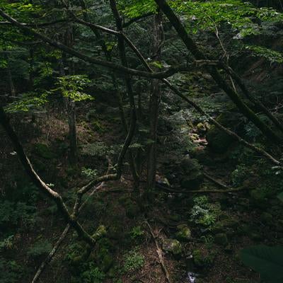 行司ヶ滝の先にある橋上から眺める木々の写真