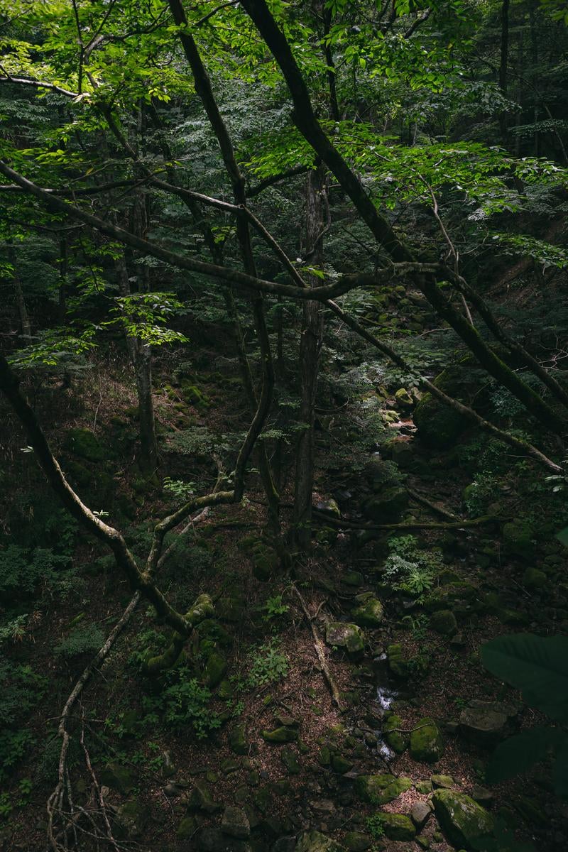 「行司ヶ滝の先にある橋上から眺める木々」の写真