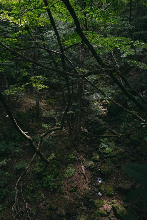 行司ヶ滝の先にある橋上から眺める木々の写真