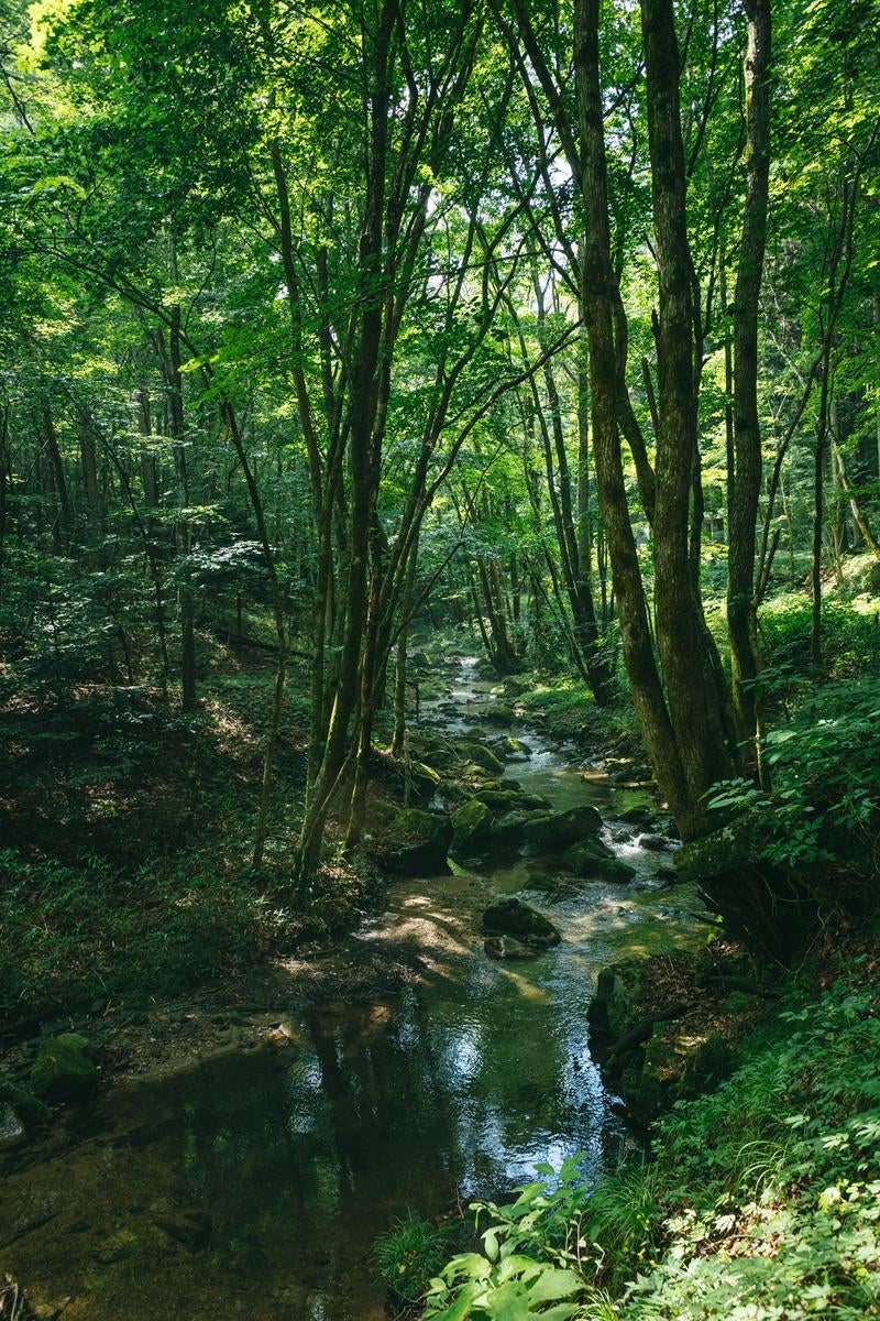 「行司ヶ滝に向かう山中の渓流」の写真