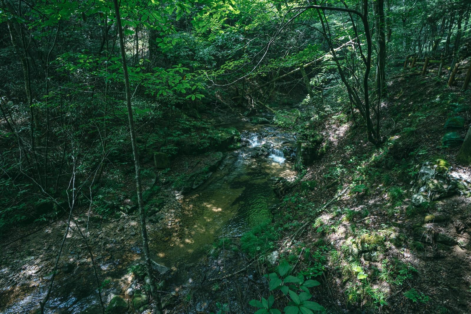 「行司ヶ滝遊歩道の横の小川と木漏れ日の光」の写真