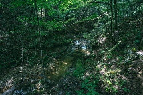 行司ヶ滝遊歩道の横の小川と木漏れ日の光の写真