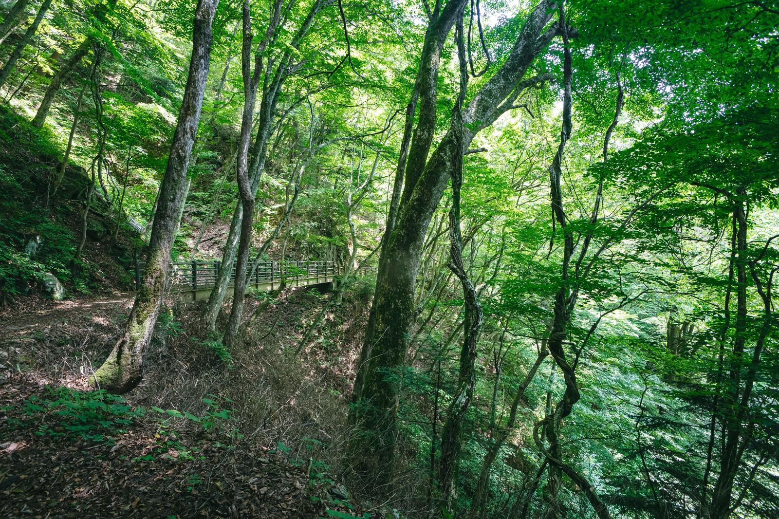 「木々に覆われた行司ヶ滝（ぎょうじがたき）遊歩道」の写真
