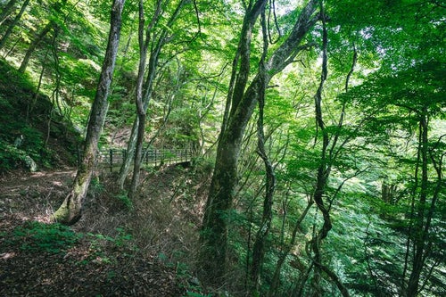 木々に覆われた行司ヶ滝（ぎょうじがたき）遊歩道の写真