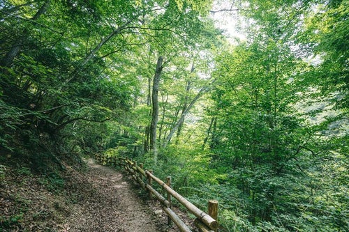 新緑の季節と遊歩道（行司ヶ滝）の写真