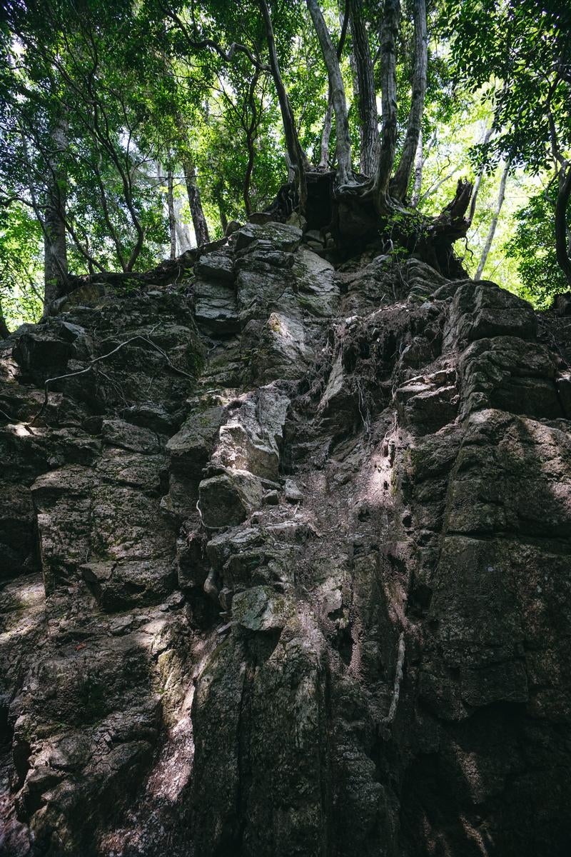 「岩上に茂る木々」の写真