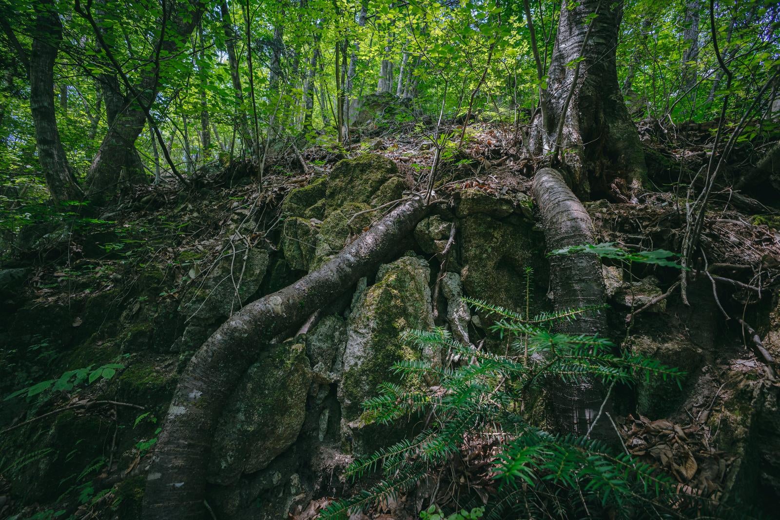 「岩に根を張る木々の様子」の写真