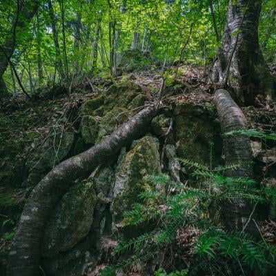 岩場に根を張る木々が生い茂る森の遊歩道、福島県田村市の行司ヶ滝の写真