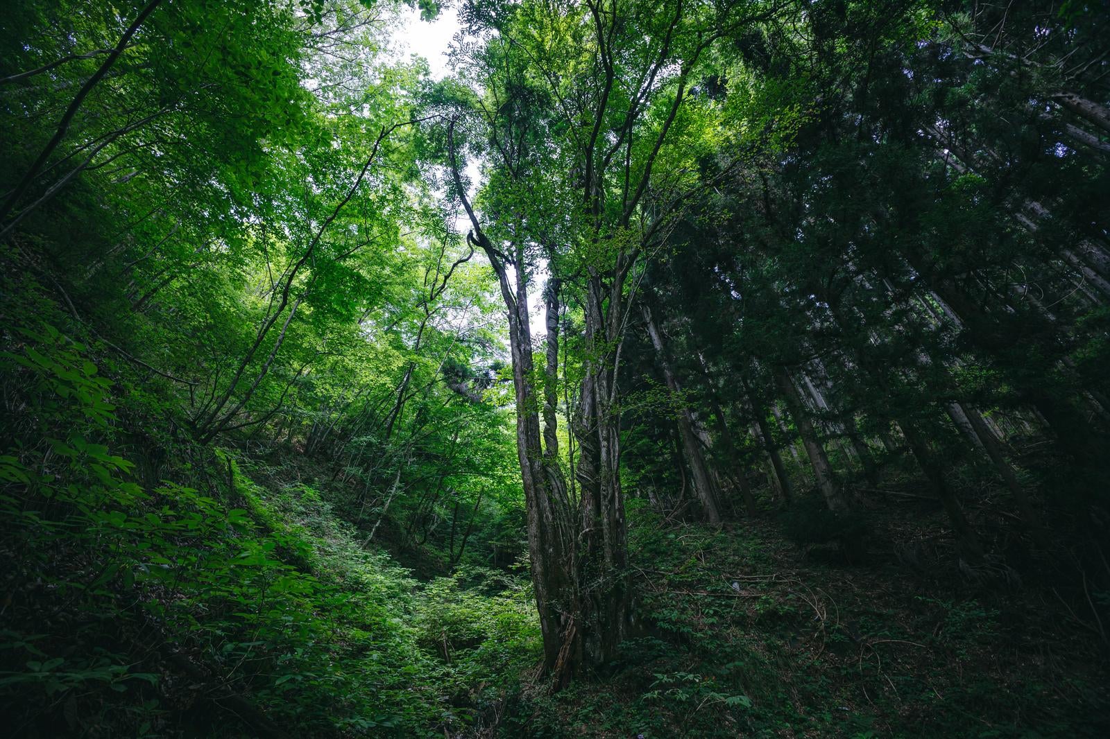 「マイナスイオンを感じる背丈の高い木々と森」の写真
