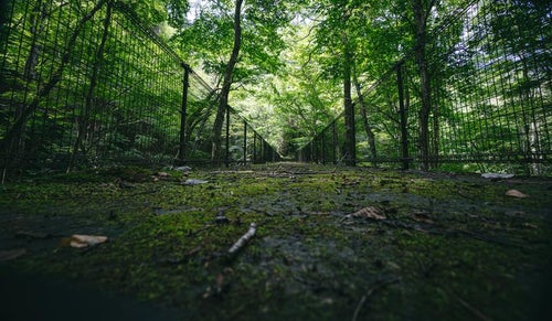 木々に覆われた橋上（行司ヶ滝遊歩道）の写真