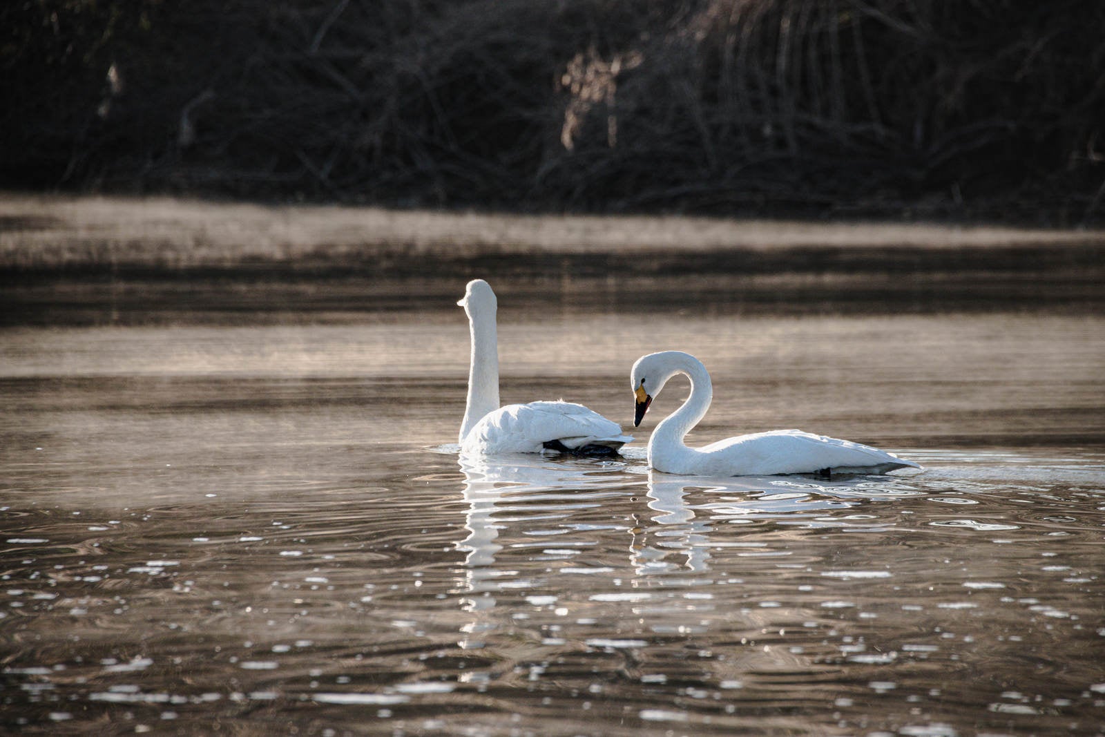 「川を泳ぐ白鳥2羽」の写真