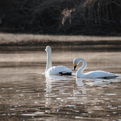川を泳ぐ白鳥2羽の写真