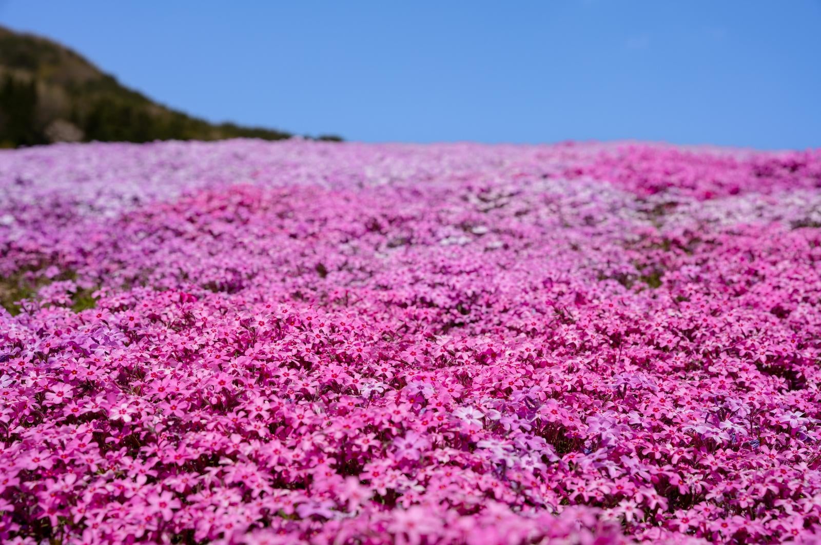 「芝桜が創る一面の美」の写真