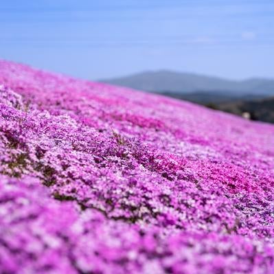 田村市の一面シバザクラの写真