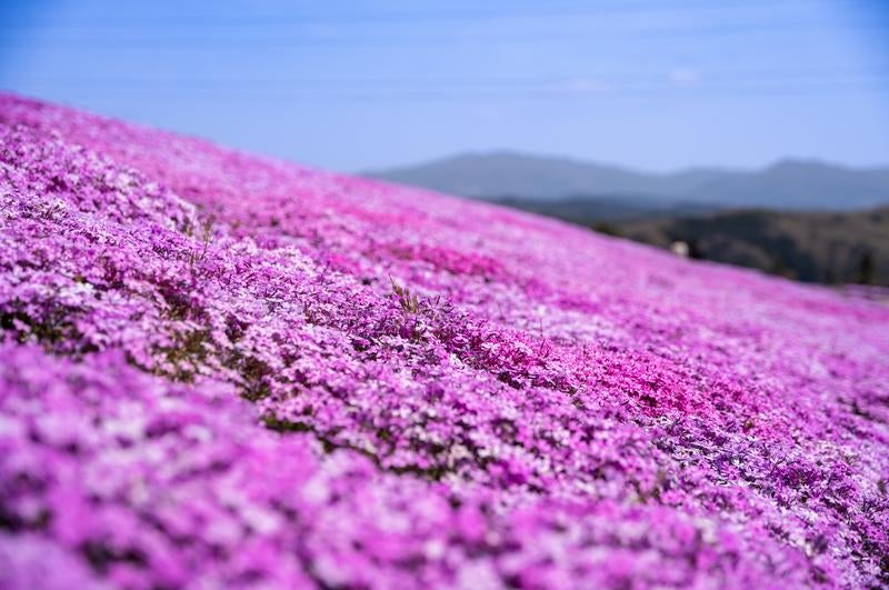 田村市の一面シバザクラの写真