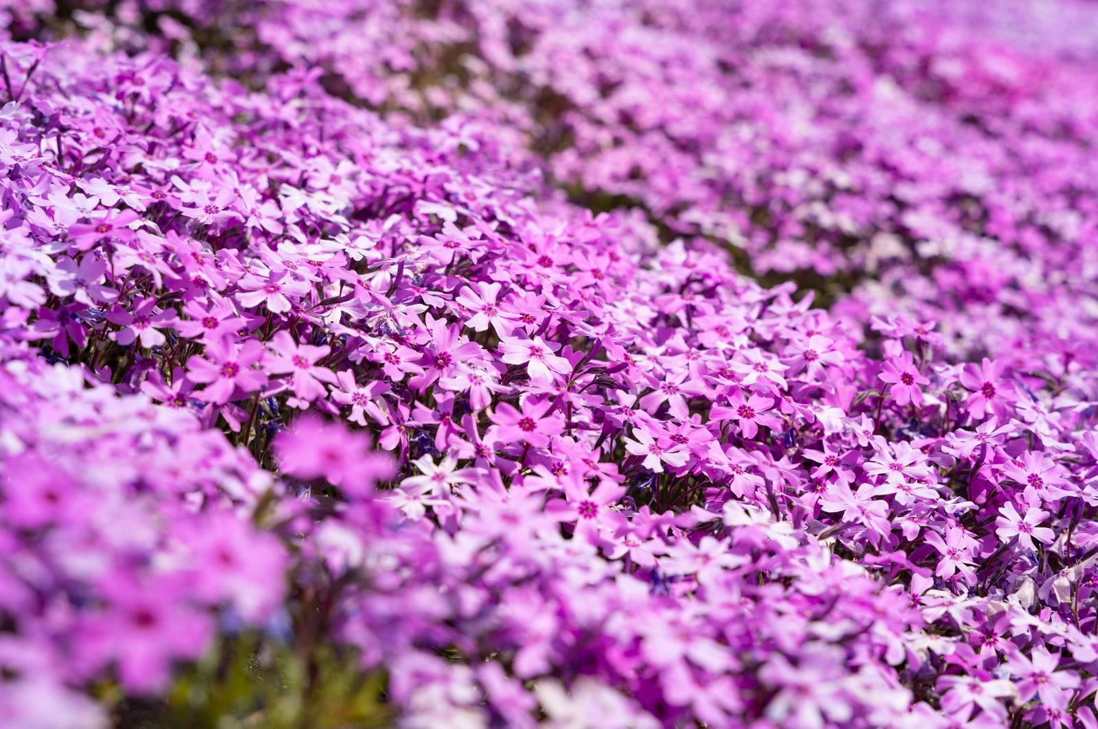 ピンク紫色の芝桜が地面に沿って密生して咲く花壇を俯瞰で撮影した写真