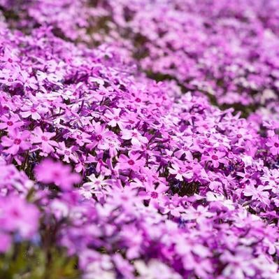 春の芝桜まつり紫の花壇の写真