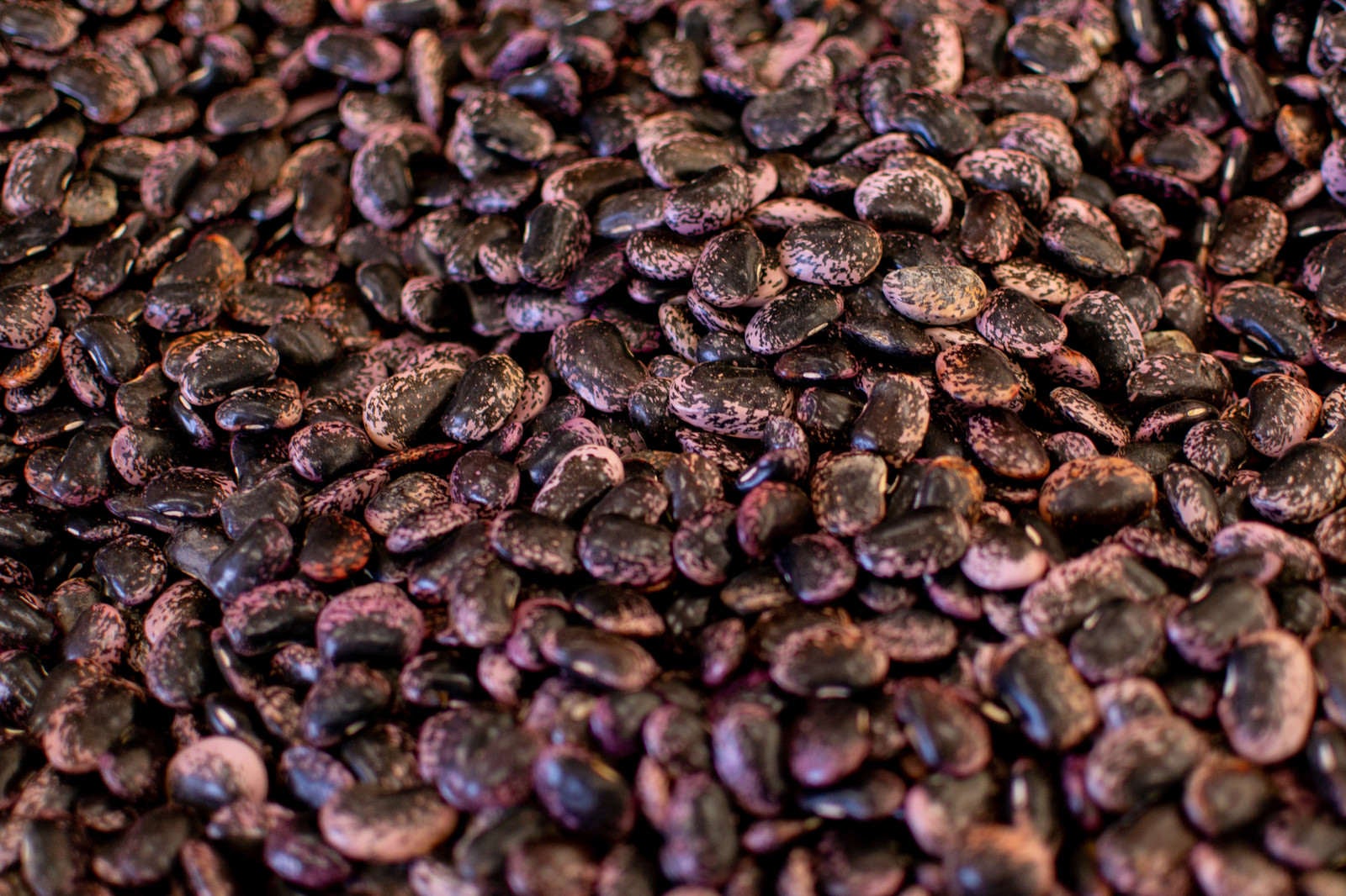 「収穫された紫花豆」の写真