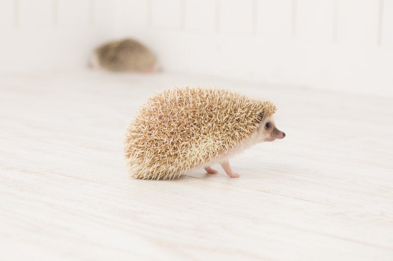メイタン様ご確認ページ】ハリネズミ