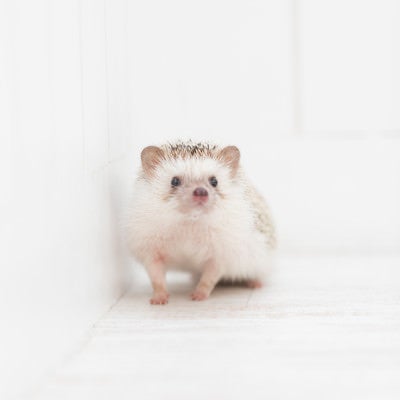 白い背景で上を見上げるハリネズミの顔の写真