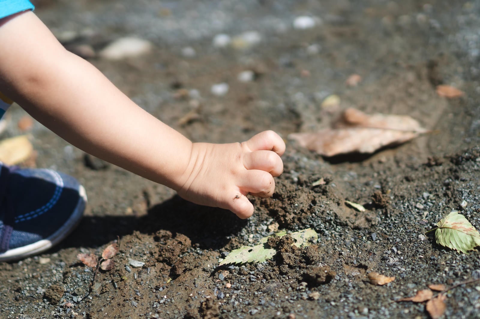 「素手で土を触る子供の手」の写真