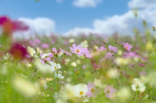 開花するコスモス畑の写真