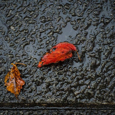 雨上がりの地面と落ち葉の写真