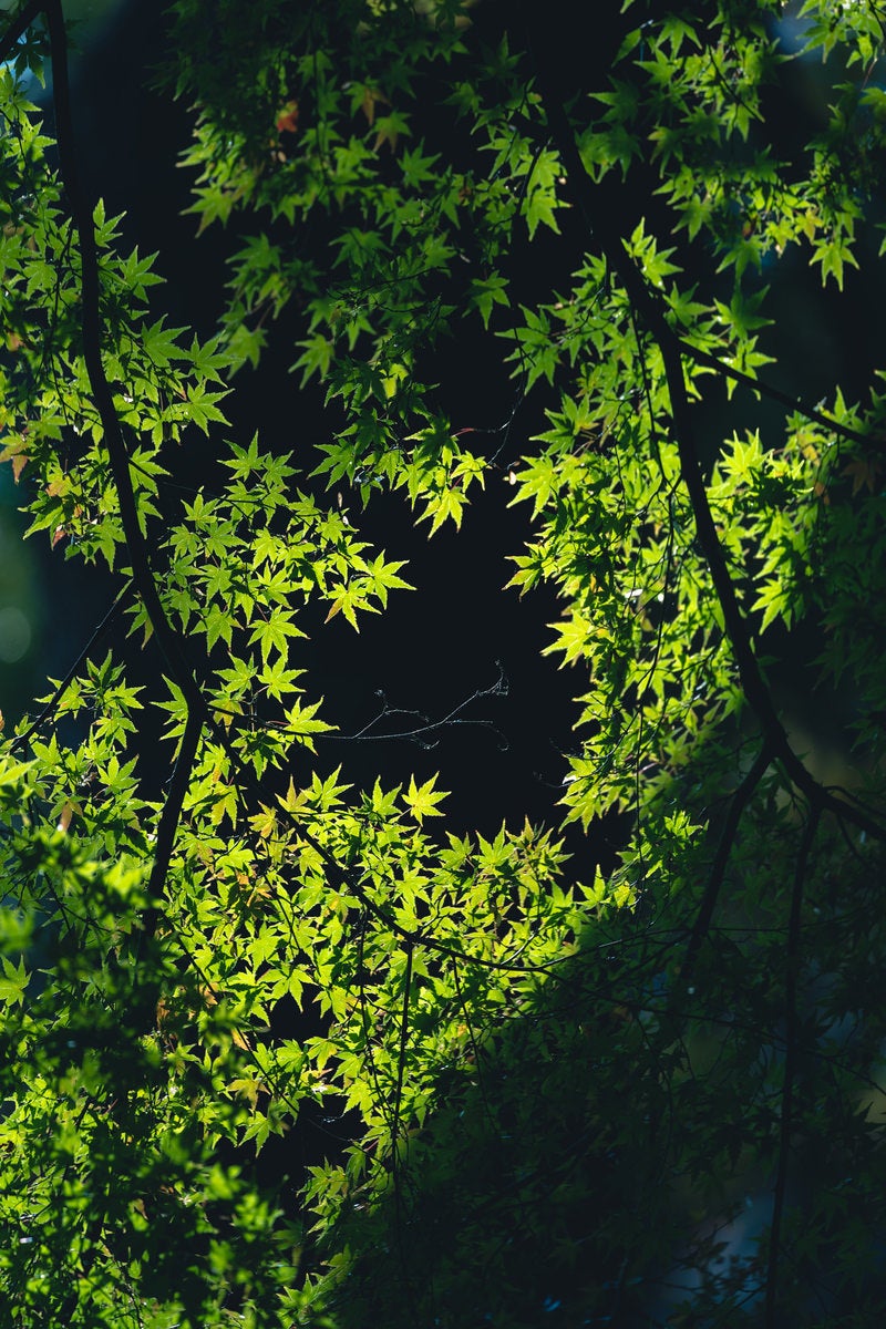 「新緑の葉」の写真