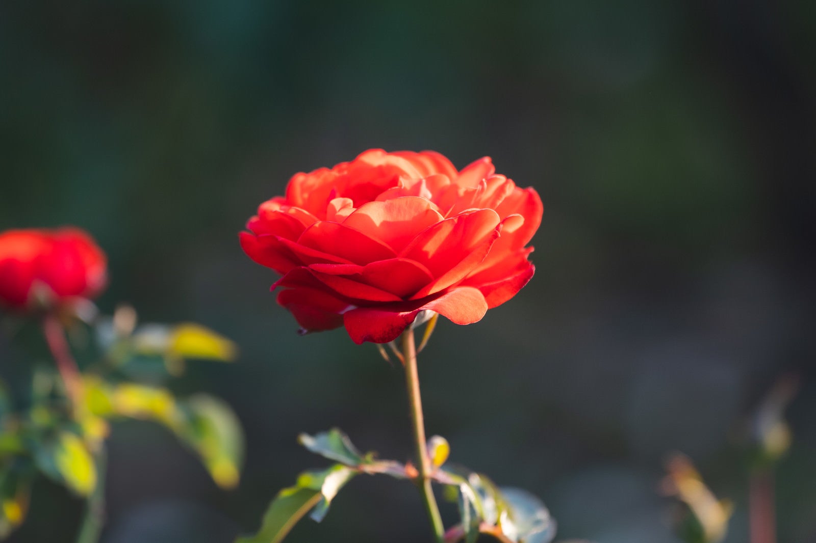 「夕日に照らされるバラの花」の写真