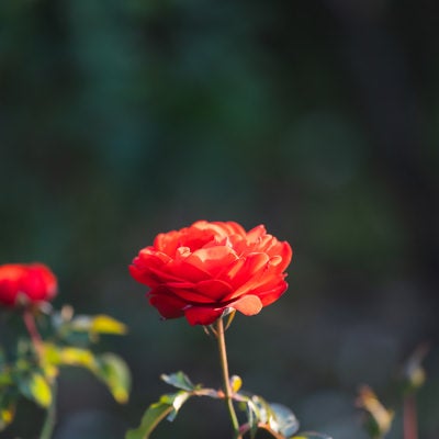 夕日に照らされる薔薇の花弁の写真