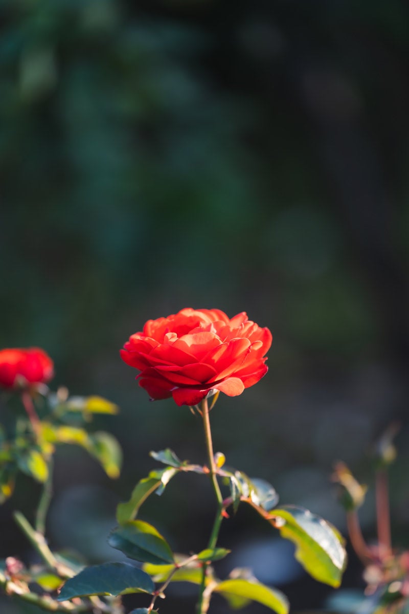 「夕日に照らされる薔薇の花弁」の写真