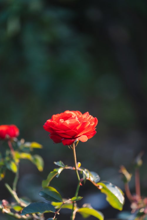 夕日に照らされる薔薇の花弁の写真